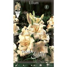 Лилиум (Lilium) Candidum 