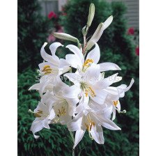 Лилиум/ Lilium species candidum - 1 бр. 