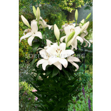 Лилиум  / Lilium la-hybrids 'Kent' / 1 бр