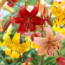 Лилиуми микс  Tiger - Lilium Tiger Mixed- 5 бр.