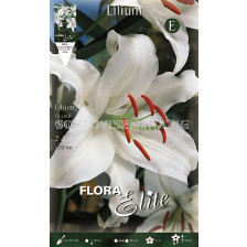 лилиум ориенталски Бял -  lilium oriental White