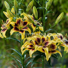 Лилиум  / Lilium asiatic 'Pieton' / 1 бр