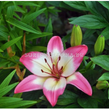 Лилиум розово-бял - Lilium asiatic  pink/white 14/16 - 1 бр.