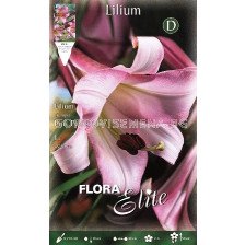 Лилиум Ориенталски (Lilium Oriental) Розов 