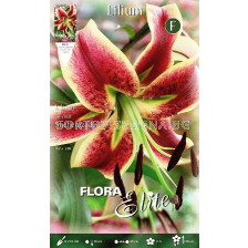 Лилиум хибрид (Lilium Hybrid) Sheherazade  