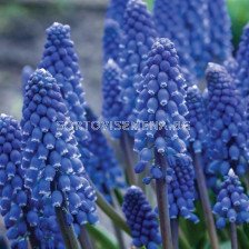 Мускари/ Muscari Lindsay - 1 бр.