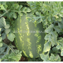 Семена дини Ларисто / Loristo F1 - 500 семена