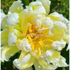 Божур Paeonia green lotus/ Peony - 1 бр. 