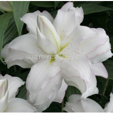 Лилиум (ориенталски) ORIENTAL LILIUM Lotus Beauty 14/16 - 1 бр. 