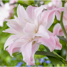 Лилиум (ориенталски) ORIENTAL LILIUM Lotus Queen 14/16 - 1 бр.