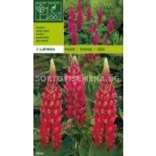 лупина Червена (коренища) - Lupinus Red