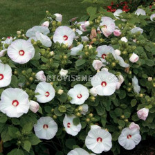 Хибискус XXL /Hibiscus XXL /Old Yella/-1 корен