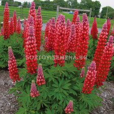 Лупина червена -  Lupinus Red - 3 бр.