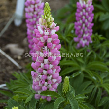 Лупина розова - Lupinus Pink - 2 бр.