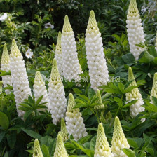 Лупина бяла -  Lupinus White - 3 бр.