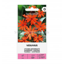 СК СЕМЕНА ЛИХНИС ВЕЗУВИЙ LYCHNIS ARKWRIGHTII I VESUVIUS  