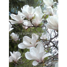 Магнолия (Magnolia X Soulangeana Alba Superba)– бяла