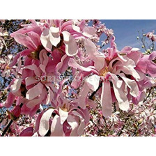 Магнолия (Magnolia X Loebneri Leonard Messel)	