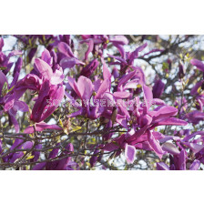 Магнолия (Magnolia Susan)– розово-пурпурна