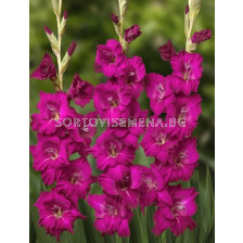 Гладиол/ Gladiolus large-flowered  'Mahler' 12/14 - 1 бр.