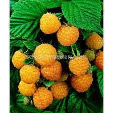 Малина жълта - Raspberry yellow - Patio plant