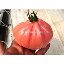 НОВО! Семена домати Мамипинк F1 -  Mamipink F1 - 500 бр. семена