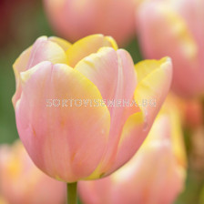 Лале triumph Mango Charm - 1 бр.