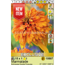 Ехинацея Marmalade/ Echinacea Double Purpurea Marmalade - 1 брой