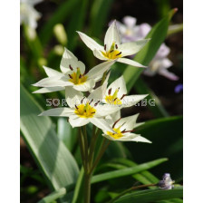 Лале /Tulip Turkestanica/ 6/7