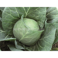 Семена зеле МАГНУС КРЕСКО /55-60 дни/ - 2500 с.