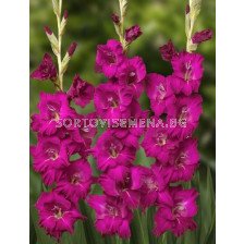 Гладиол/ Gladiolus large-flowered  'Mahler' 12/14 - 1 бр.