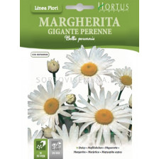 Маргарита едра GIGANTE PERENNE - BTS- BL