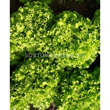 Салата Маритима-Maritima - кутия 5000 дражета