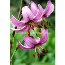 Лилиум/ Lilium species martagon - 1 бр.