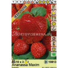 Ягоди Maxima/ Fragaria Ananassa Maxima - 3 броя