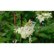 Обикновено орехче / Filipendula Alba / 1 бр