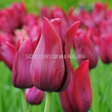 Лале /Tulip lily-flowered Merlot/ 1 бр