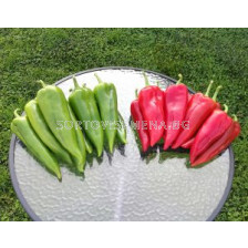 Семена пипер капия Мешур 48 F1 - 500 бр.семена