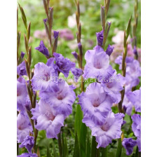 Гладиол/ Gladiolus large-flowered 'Milka'12/14 - 1 бр.