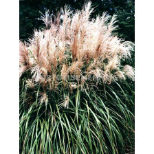 Мискантус /Miscanthus Malepartus / 1 бр
