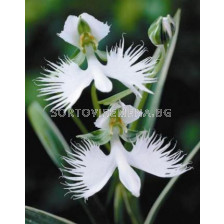 Орхидея - Habenaria radiata 1бр 