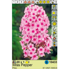 Флокс Miss Pepper / Phlox - 1 брой