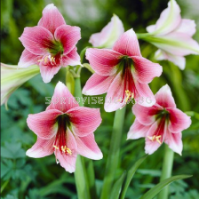 Амарилис Misty/ Hippeastrum trumpet - 1 брой