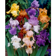 Ирис германика микс/ Iris germanica mixed - 1 брой