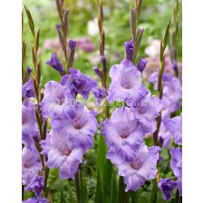 Гладиол/ Gladiolus large-flowered 'Milka'12/14 - 1 бр.