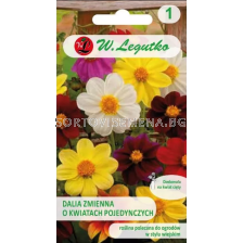 СЕМЕНА ДАЛИЯ НИСКА МИНЬОН МИКС Dahlia variabilis single fl. dwarf Mignonmixture -  ЛГ 