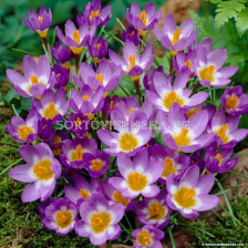 Минзухар  tricolor - Crocus tricolor