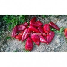 Семена пипер NAVIGATOR F1- ZKI - 5000 семена