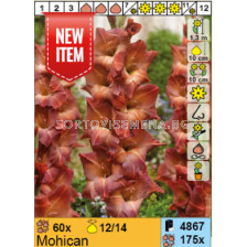 Гладиол Mohican/ Gladiolus - 1 брой