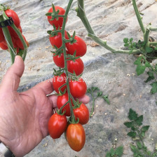 Семена чери домати MOJITOS F1 ZKI - 1000 семена